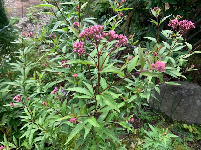 「秋の七草」を言えますか？