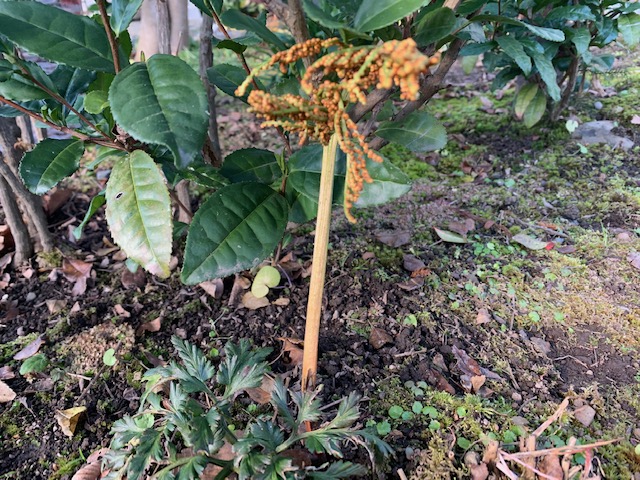 冬に活動する植物