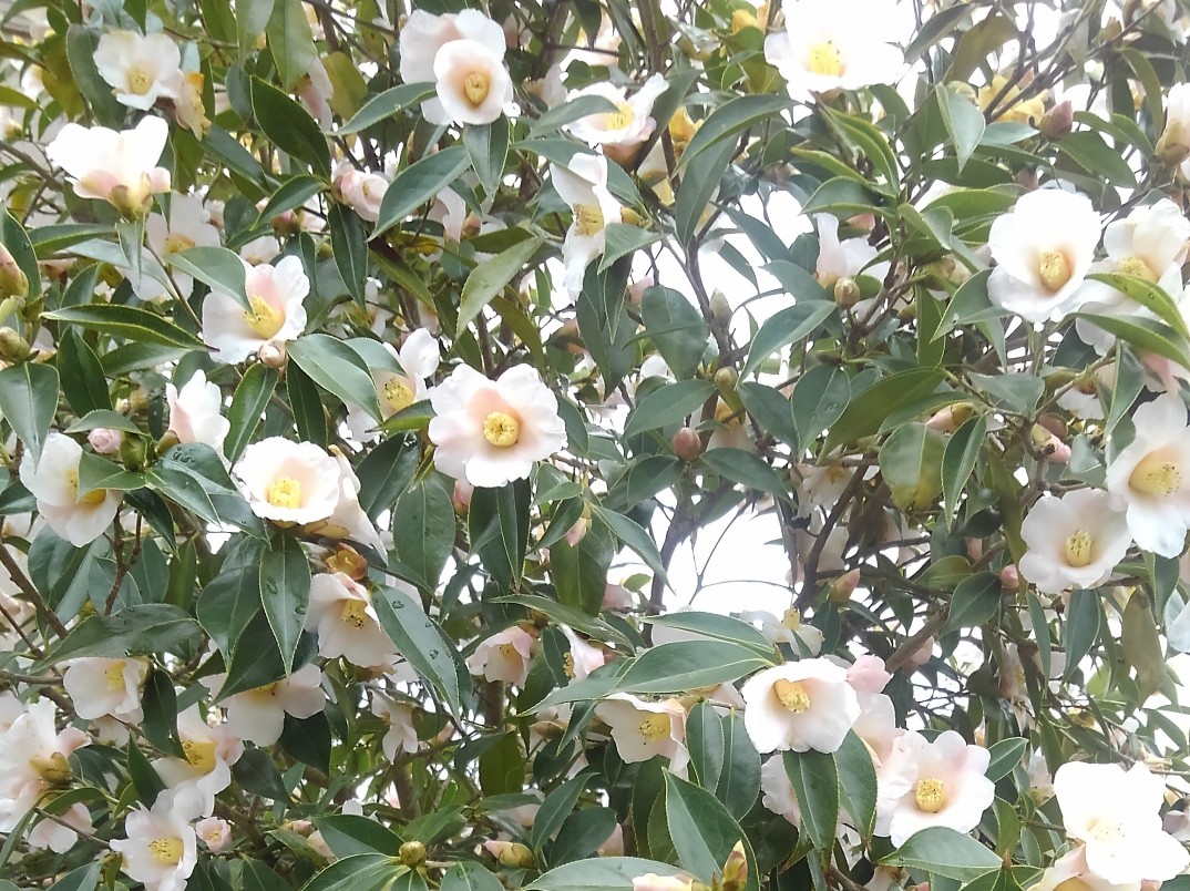 春の花