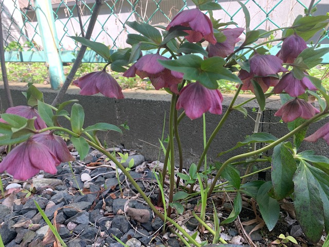 自分だけの花を咲かせよう