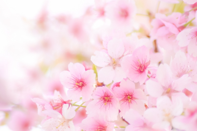 お花見も気分転換になります