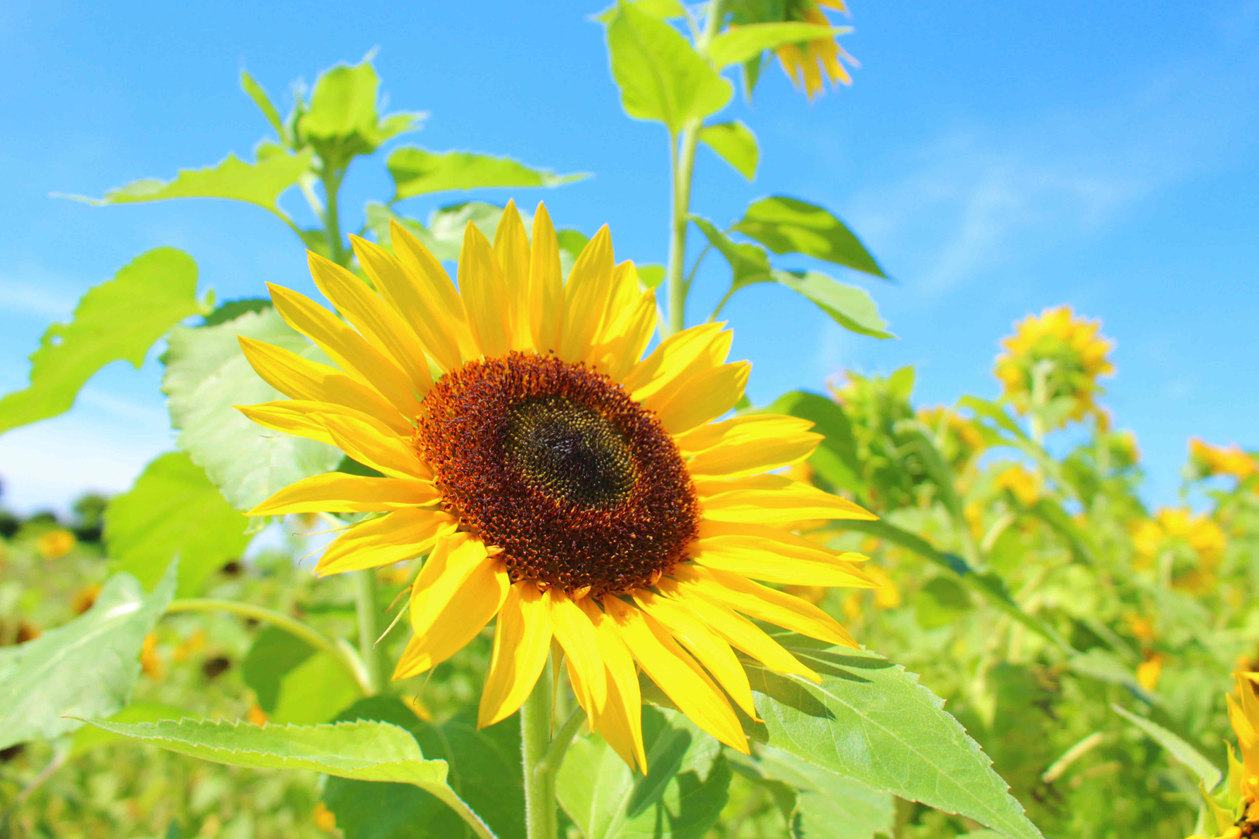 夏を制する者は、受験を制する