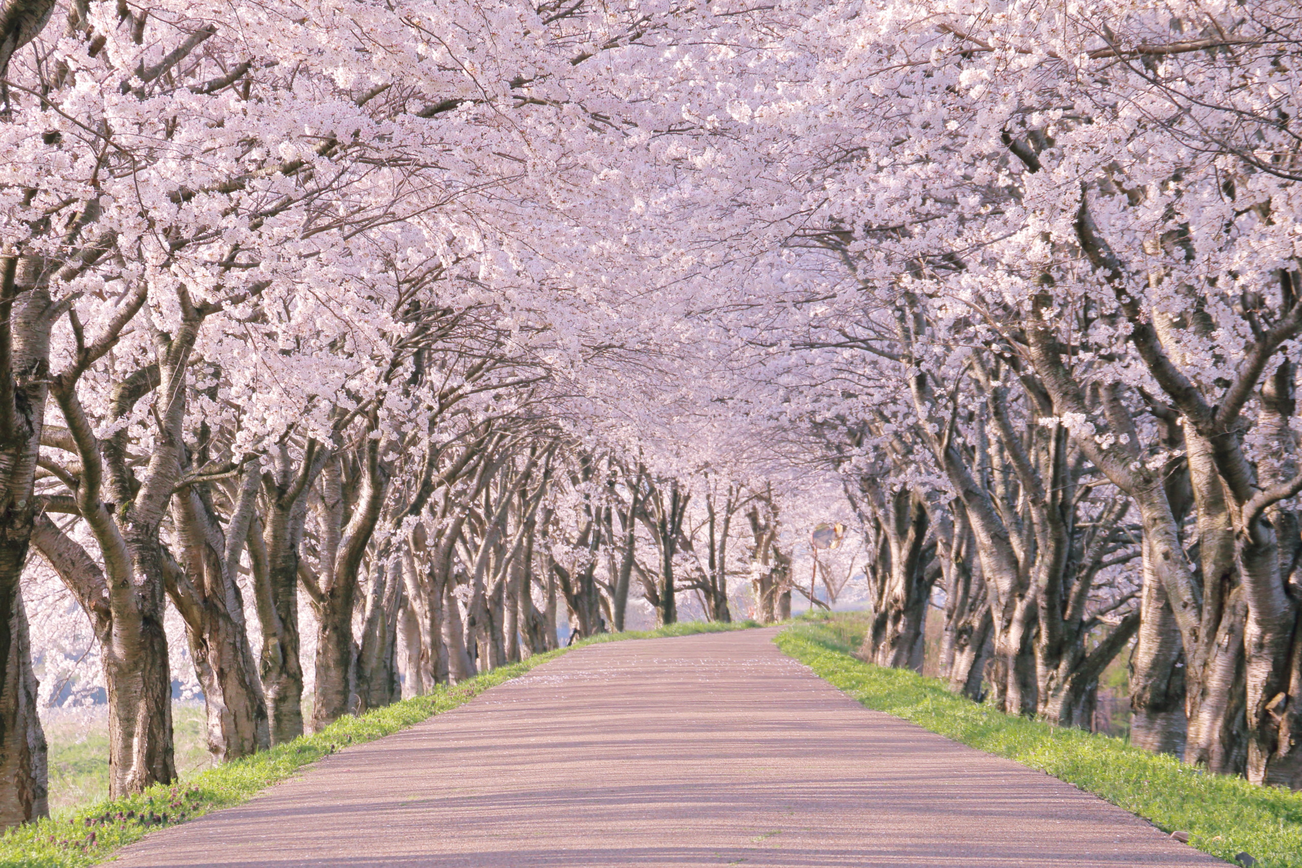 🌸卒業おめでとうございます🌸
