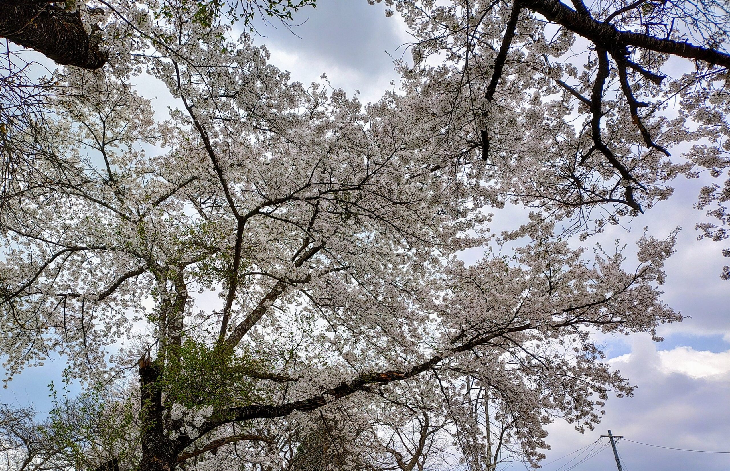 葉桜
