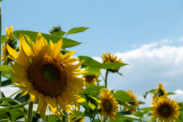 夏を制する者は受験を制する