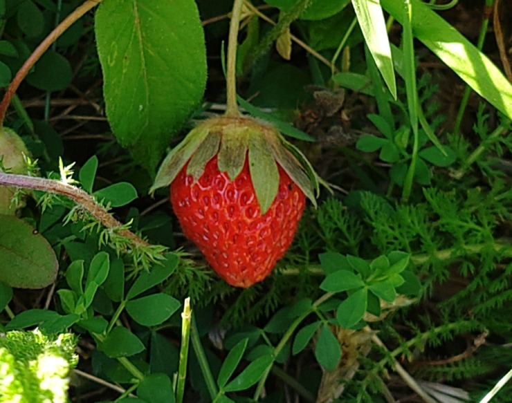 酸味は何の味？